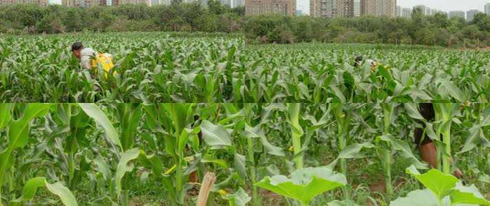 玉米苞米田地农民喷洒除草农药城市近郊