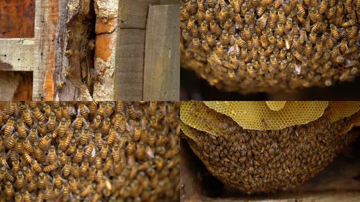 中华小蜜蜂蜂巢蜂窝