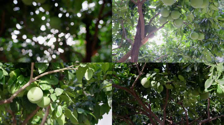 夏日迎风摇曳的柚子树 挂在树上的柚子果实