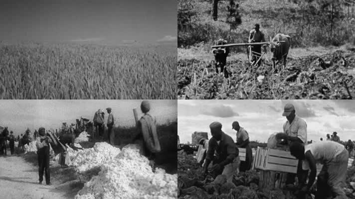 美国少数族裔黑人种植采摘棉花劳动