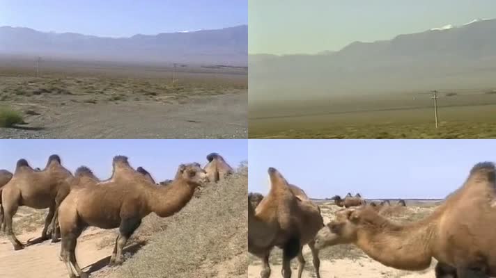 游客旅客游览观光旅游敦煌丝绸之路沙漠戈壁
