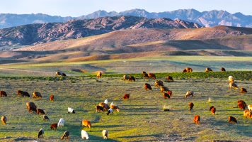 4K航拍新疆阿勒泰萨尔布拉克草原夕阳羊群