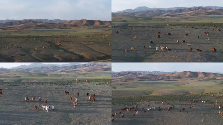 4K航拍新疆阿勒泰萨尔布拉克草原羊群