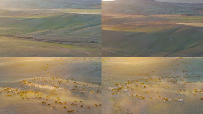 4K延时航拍新疆阿勒泰萨尔布拉克草原羊群