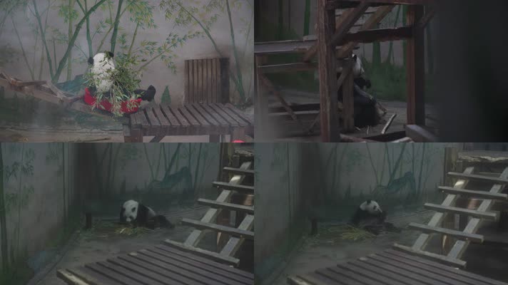 熊猫02