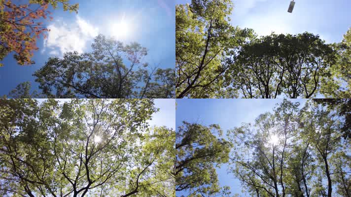 夏天阳光穿过树林树叶子大自然风景风光视频