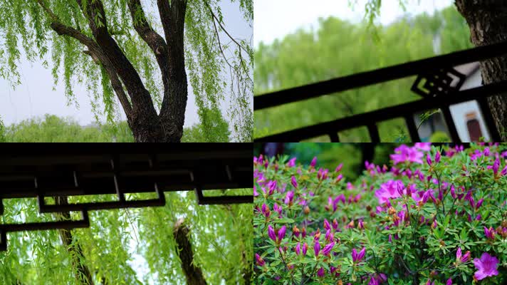 春天秋天公园植物园杜鹃花花朵杨柳柳树柳叶