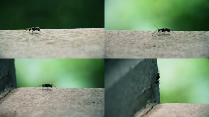大蚂蚁和树