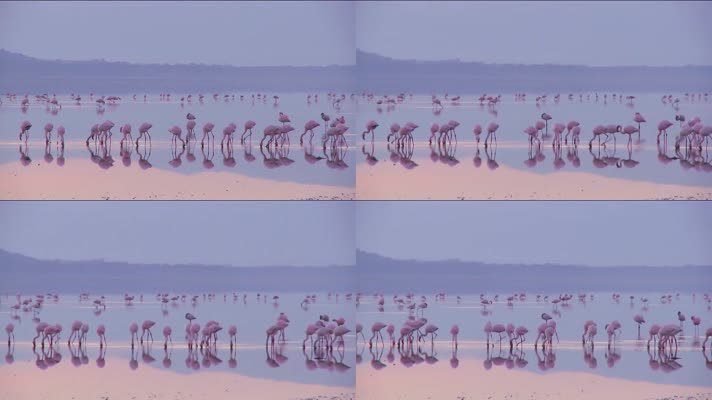 美丽的镜头，清晨在纳库鲁湖的火烈鸟