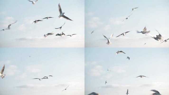 天空中飞翔的海鸥、海鸟