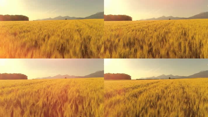 在明亮的阳光下飞过成熟的金黄色麦田 
