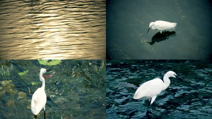 白鹭鸟水中觅食