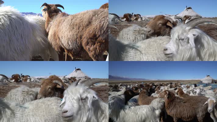 B新疆准噶尔 北疆草场 羊群放牧