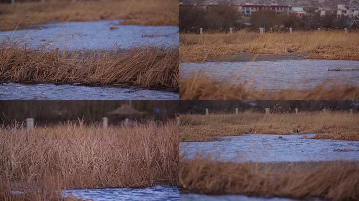 C拉鲁湿地芦苇荡4K实拍视频