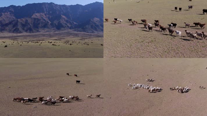 B新疆和布克塞尔草原动物群1