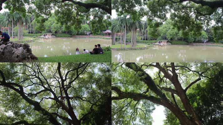 公园里大樟树