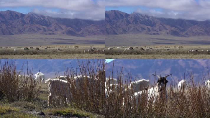 B新疆北疆草场羊群放牧