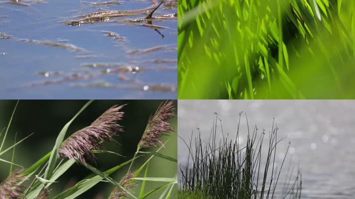 C拉鲁湿地生态系统4K视频