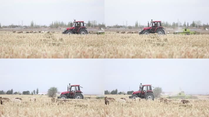 B新疆准噶尔稻田拖拉机收割2