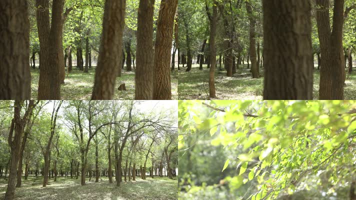 B新疆准噶尔老风口小树林7