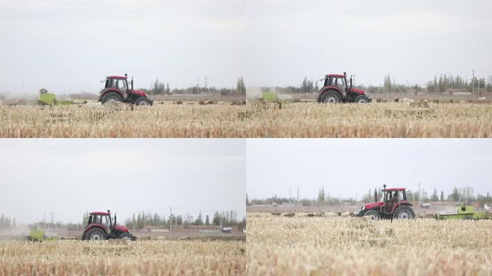 B新疆准噶尔稻田拖拉机收割1