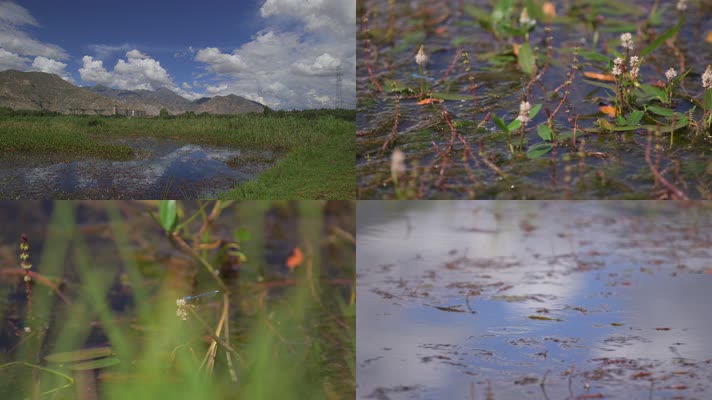 C花草湖自然生态系统4K实拍视频