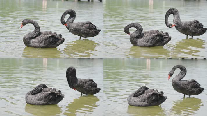 两只黑天鹅在水中戏水