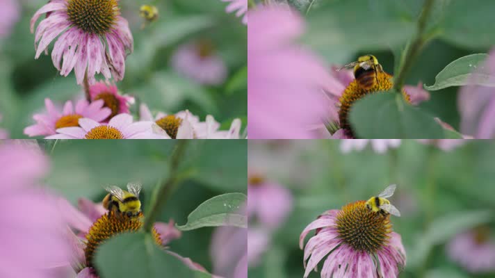 飞舞在花丛里的小蜜蜂