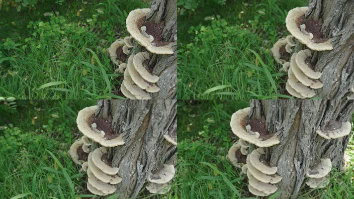 树根上长的野生蘑菇