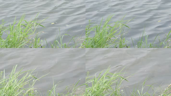 岸边的青草芦苇和波光粼粼的水面