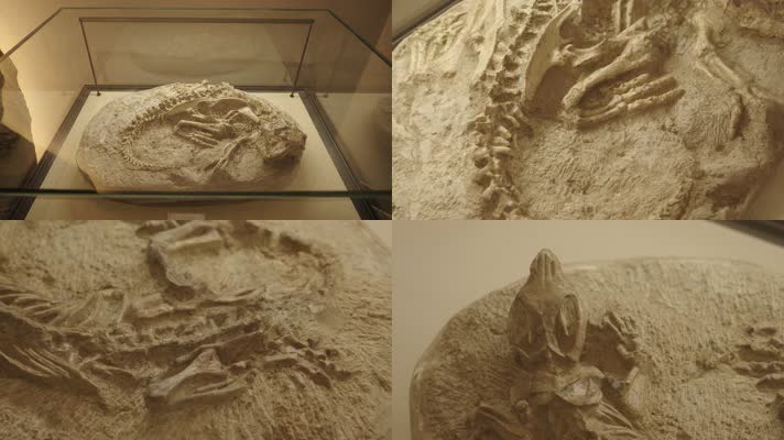 古生物博物馆里的恐龙化石