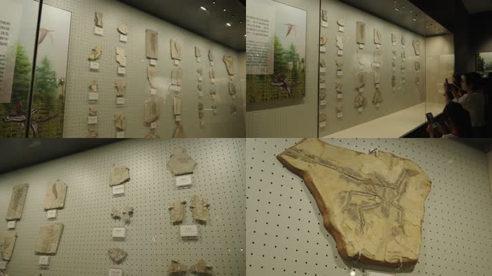 博物馆里展示的古生物化石