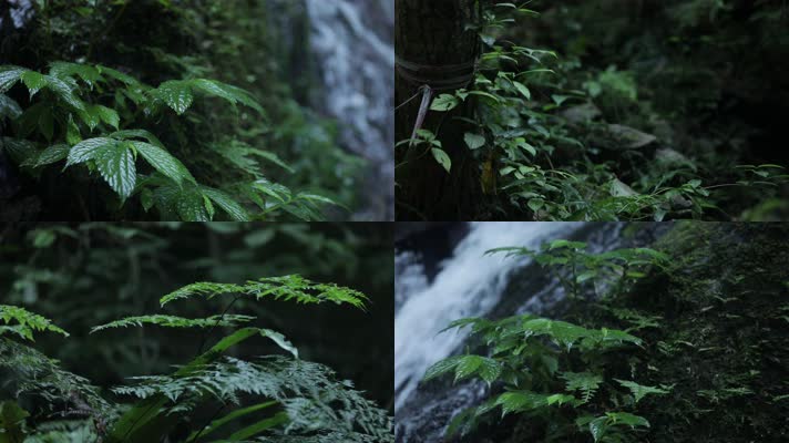 C热带雨林大自然空镜4K实拍