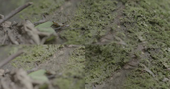 (4K) X浙江泰顺县乌岩岭苔藓上的蚂蚁特写