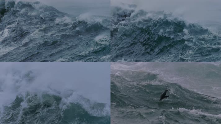 15海面海浪翻滚 海豚曾浪