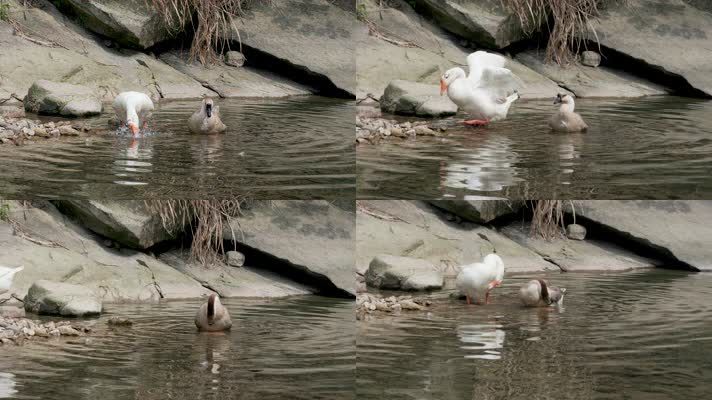鸭子在小溪边喝水后展翅羽翼快乐一天