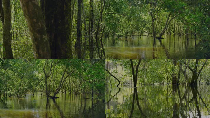 树木 河塘 湖面