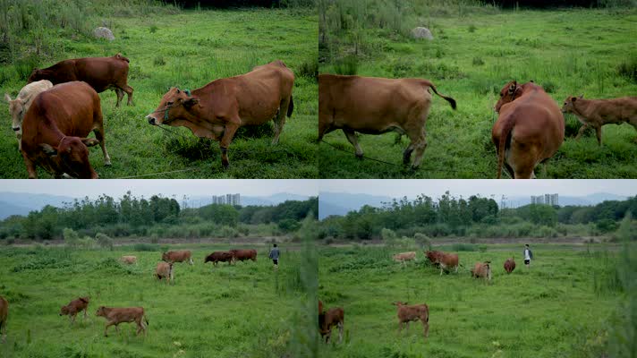 牧民野外湿地公园杂草地赶牛现场
