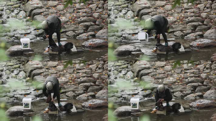 J浙江杭州龙门古镇老奶奶在溪边洗衣服4K