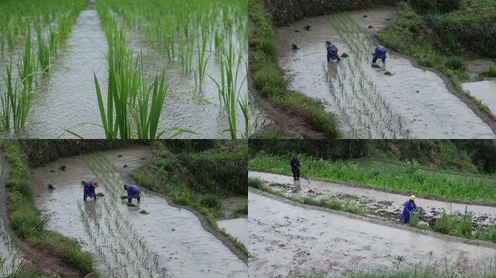 高山农民在下雨天插水稻秧苗手扶耕田拖拉机