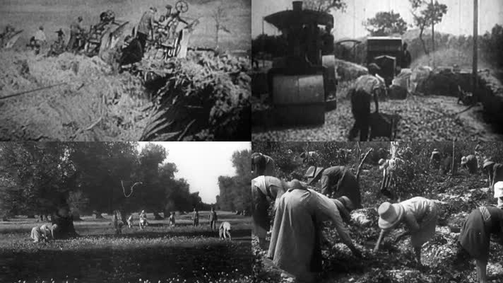 30年代欧洲意大利农村农民拖拉机葡萄园种植
