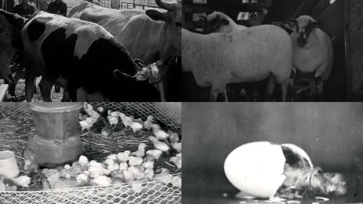 30年代农场乡村农村家禽家畜养殖繁殖