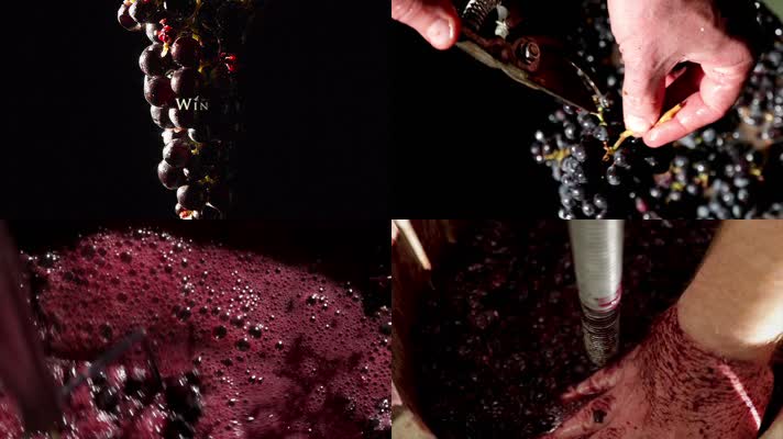 葡萄酒酿造 红酒制作过程 酿酒