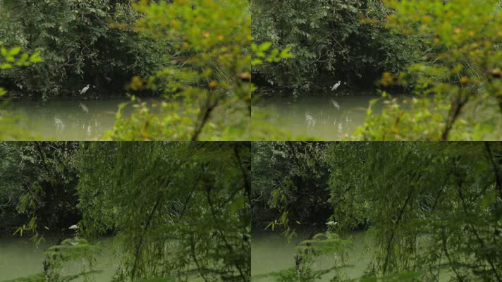 C成都湿地白鹤高清实拍视频