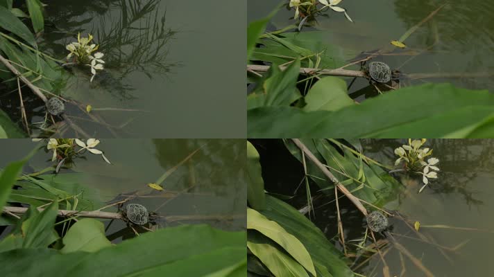 C成都湿地乌龟高清实拍视频