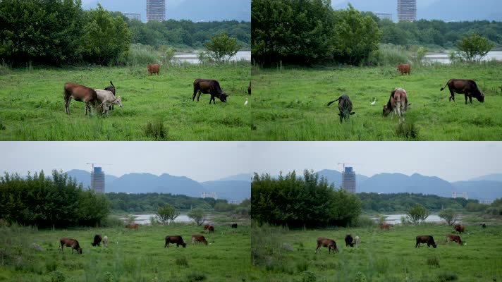 白鹭在草原上的牛群追逐玩耍嬉戏中远景