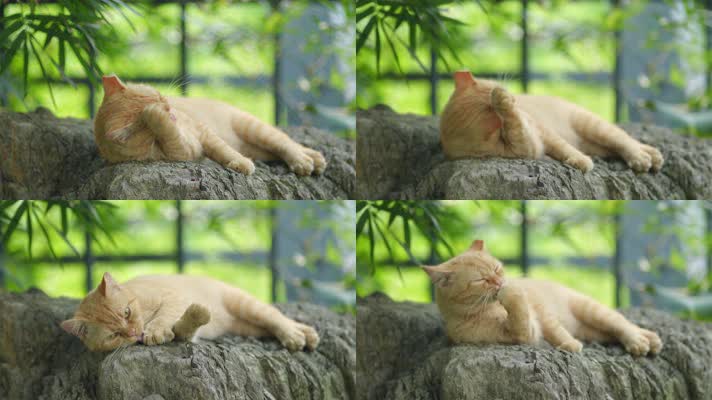 原创实拍猫咪悠闲的躺在石头上梳理毛发