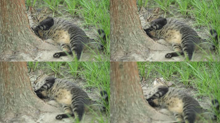 原创实拍躺在树下悠闲的狸花猫