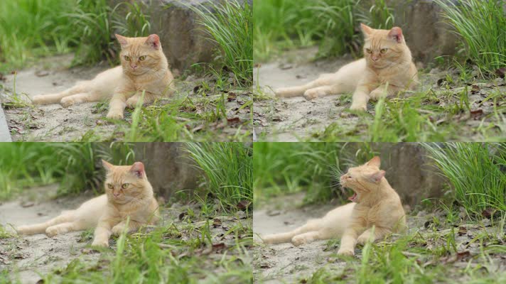 原创实拍趴在草地上的橘猫
