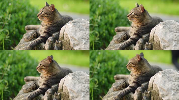 原创实拍狸花猫趴在石头上思考人生